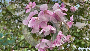 Beautiful spring pink apple tree flowers after rain.