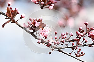 Beautiful spring pink blossoms on tree branches against blurred background