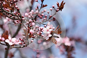 Beautiful spring pink blossoms on tree branches against blurred background, closeup