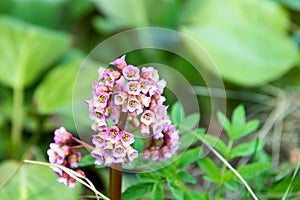 Beautiful spring pink flower Bergenia elephant-eared saxifrage,