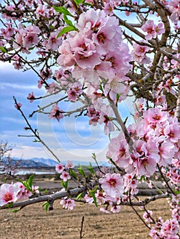 Beautiful spring pink flowers Bloom wild nature