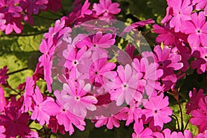 Beautiful spring pink flowers Primula sieboldii.