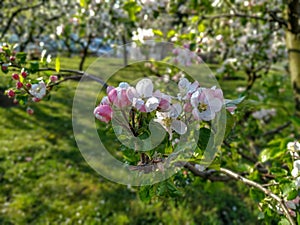 Beautiful spring pink flowers on the trees in the nature and soft green grass on sunny blue sky warm day picnic park closeup
