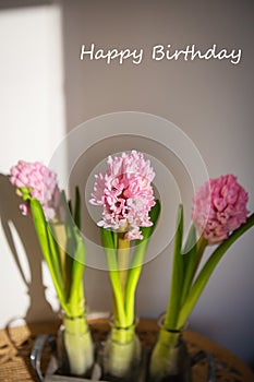 Beautiful spring pink hyacinth in a vase. Close-up