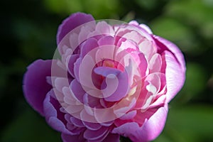 Beautiful Spring pink peony flower blossom close up. opened flower