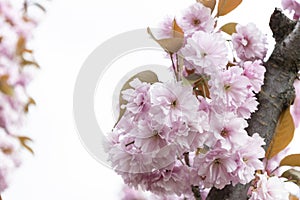 The beautiful spring pink sakura flowers against background. The blooming sakura flowers on branch