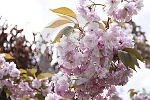 The beautiful spring pink sakura flowers against background. The blooming sakura flowers on branch