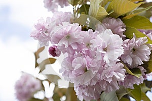 The beautiful spring pink sakura flowers against background. The blooming sakura flowers on branch