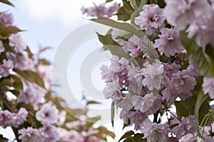 The beautiful spring pink sakura flowers against background. The blooming sakura flowers on branch