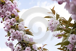 The beautiful spring pink sakura flowers against background. The blooming sakura flowers on branch