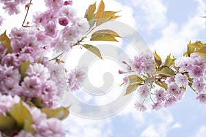 The beautiful spring pink sakura flowers against background. The blooming sakura flowers on branch