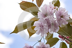 The beautiful spring pink sakura flowers against background. The blooming sakura flowers on branch