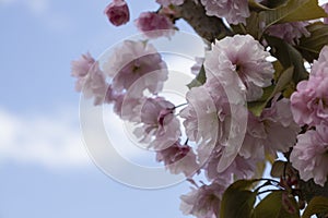 The beautiful spring pink sakura flowers against background. The blooming sakura flowers on branch