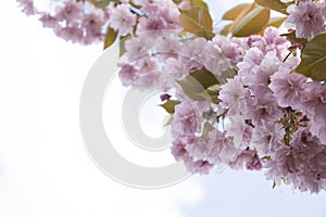 The beautiful spring pink sakura flowers against background. The blooming sakura flowers on branch