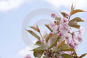 The beautiful spring pink sakura flowers against background. The blooming sakura flowers on branch