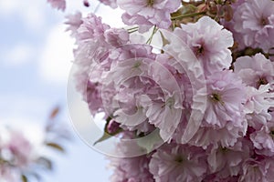 The beautiful spring pink sakura flowers against background. The blooming sakura flowers on branch