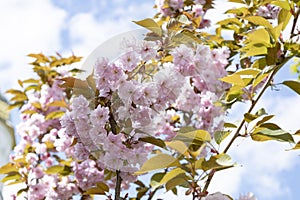 The beautiful spring pink sakura flowers against background. The blooming sakura flowers on branch