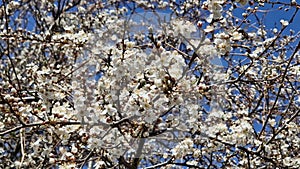 Beautiful spring plum tree flowers blossom, close up. Spring orchard branches sway in the wind. The bee collects honey from the fl