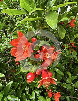 Spring blooming pomegranate (Punica granatum photo