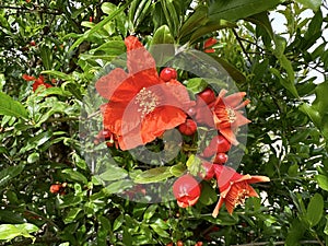 Spring blooming pomegranate (Punica granatum photo