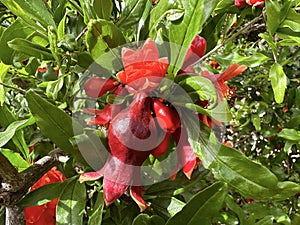 Spring blooming pomegranate (Punica granatum photo