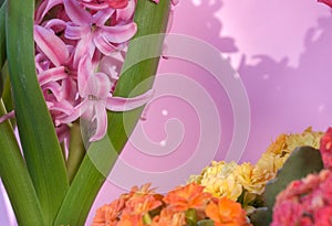 Beautiful spring pot flowers. Blooming pink Hyacinthus