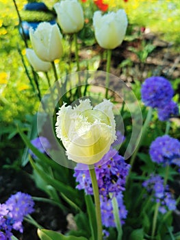 Beautiful of spring primroses flowers primula polyanthus or Perennial primrose with green leaves under sunlight in the