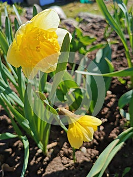 Beautiful of spring primroses flowers primula polyanthus or Perennial primrose with green leaves under sunlight in the