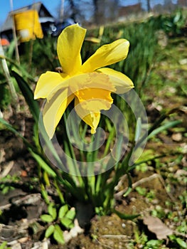 Beautiful of spring primroses flowers primula polyanthus or Perennial primrose with green leaves under sunlight in the