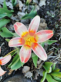 Beautiful of spring primroses flowers primula polyanthus or Perennial primrose with green leaves under sunlight in the