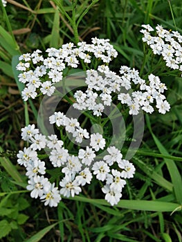 Beautiful of spring primroses flowers primula polyanthus or Perennial primrose with green leaves under sunlight in the