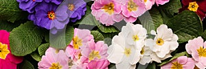 Beautiful spring primula primrose plants with colorful flowers as background, top view. Banner design