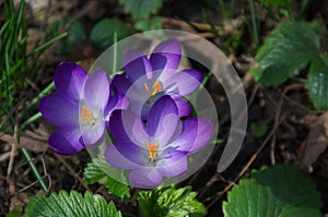 Beautiful spring purple crocus in the garden in Sofia
