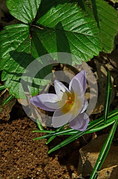 Beautiful spring purple crocus in the garden, Sofia