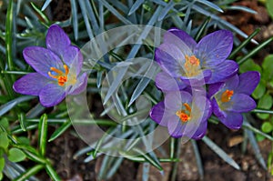 Beautiful spring purple crocus in the garden, Sofia