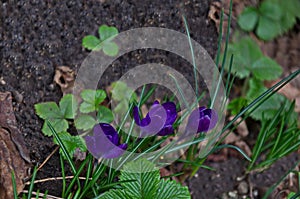 Beautiful spring purple crocus in the garden, Sofia