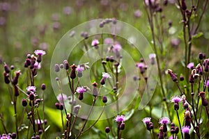 Beautiful spring purple meadow flowers