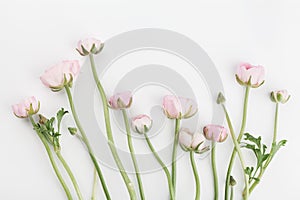 Beautiful spring Ranunculus flowers on white background from above. Floral border. Pastel color. Wedding mockup. Flat lay.