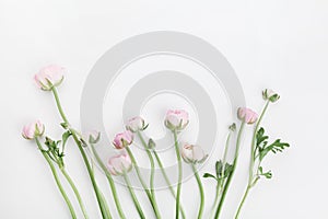 Beautiful spring Ranunculus flowers on white table from above. Floral border. Wedding mockup. Pastel color. Clean space for text.