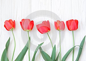 Beautiful spring red tulips