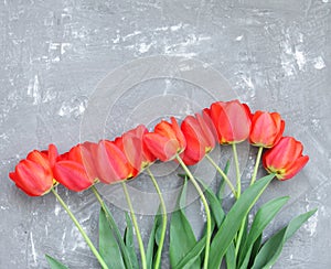 Beautiful spring red tulips