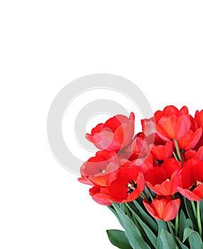 Beautiful spring red tulips isolated