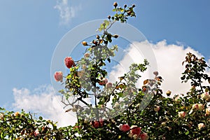 Beautiful spring roses against the blue sky and after rain in the home garden.