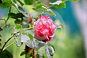 Beautiful spring roses against the blue sky and after rain in the home garden.