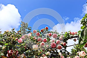 Beautiful spring roses against the blue sky and after rain in the home garden.