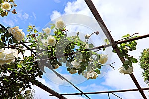 Beautiful spring roses against the blue sky and after rain in the home garden.