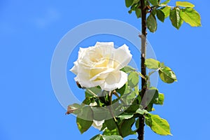 Beautiful spring roses against the blue sky and after rain in the home garden.