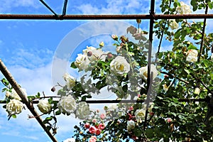 Beautiful spring roses against the blue sky and after rain in the home garden.