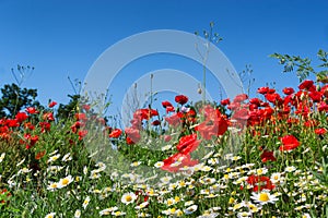 Beautiful spring rural landscape.