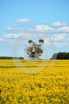 A lone eucalyptus gum tree in the middle of a canola crop field on a bright spring day under a blue sky with gentle white clouds.